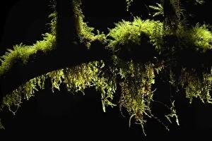 Epiphytic Moss - hanging from twigs and branches