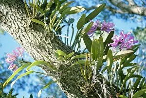 Images Dated 9th March 2006: Epiphytic Orchid