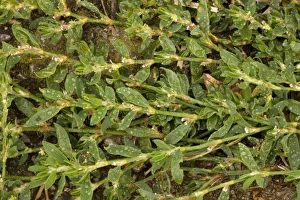 Images Dated 5th August 2006: Equal-leaved knotgrass (Polygonum arenastrum). Uncommon weed, Somerset