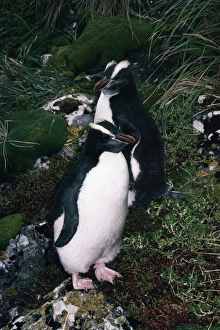 Images Dated 17th July 2007: Erect-crested Penguin