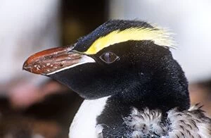 Erect-crested Penguin - moulting, note nictitating membrane