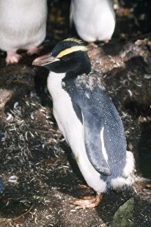 Images Dated 17th July 2007: Erect-crested Penguin - moulting Snares Island, New Zealand