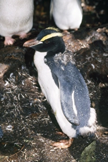 Images Dated 17th July 2007: Erect-crested Penguin - moulting Snares Island, New Zealand