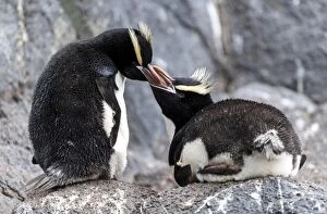 Erect-crested Penguin parent feeding chick