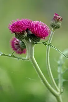 Thistle Prints: An erect herbaceous perennial flowering mid summer. Devon garden, UK