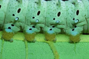 Eri Silkmoth Caterpillar - detail of, on a Tree-of-heaven's leave. South East Asia, acclimatized in France