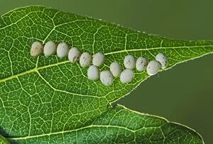 Images Dated 7th February 2014: Eri Silkmoth - Eggs