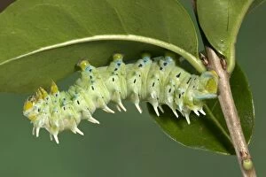 Images Dated 13th December 2004: Eri Silkworm Moth - Caterpillar of the hybridation