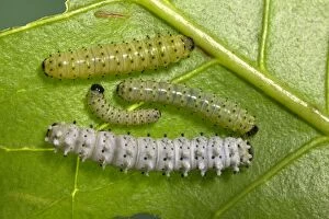 Images Dated 20th October 2004: Eri Silkworm - young caterpillar