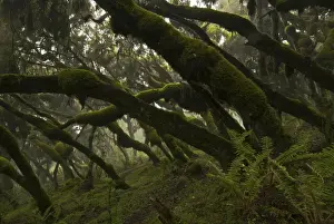 Erica and Hypericum forest, Harenna, Bale Mountains, Ethiopia - Africa
