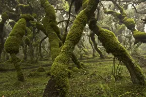 Erica and Hypericum forest - Harenna - Bale Mountains - Ethiopia - Africa