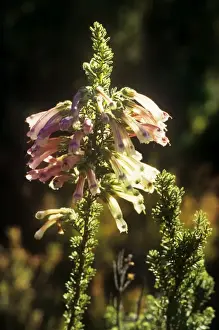 Erica Prints: Erica verticillata - saved from extinction at Kew and returned to Kirstenbosch