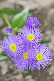 Erigeron Prints: Erigeron / Dunkelste Aller Darkest of All Flowers