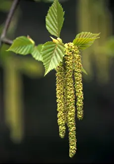 Catkin Prints: Erman's Birch Catkins - April An Arboretum in Somerset, UK