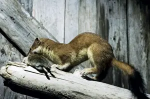 Ermine with prey (lemming) in abandoned winter hut (a typical habitat for ermines) near Dikson - Russian Arctic. Typical species along the Kara Sea coast. Summer, August. Di32. 0189