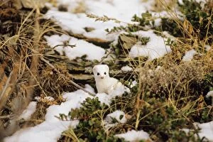 Mustelid Collection: Ermine or Short-tailed Weasel Northern Rockies, Canada MN186