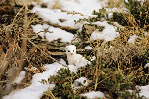 Mustelid Collection: Ermine or Short-tailed Weasel Northern Rockies, Canada MN186