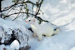 Mustelid Collection: Ermine / Short-tailed Weasel - Winter. Minnesota, Northern USA. MN211