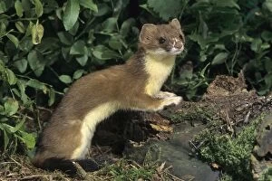 Images Dated 2nd April 2012: Ermine / Stoart