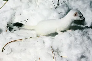Images Dated 22nd March 2006: Ermine / Stoat