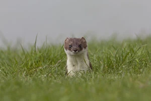 Stoats Gallery: Ermine, Stoat - adult - Austria