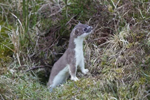 Ermine Gallery: Ermine, Stoat - adult - Germany