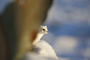 Stoats Gallery: Ermine / Stoat - adult in winter coat - Germany