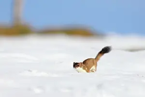 Switzerland Prints: Ermine / Stoat / Short-tailed weasel - running through snow - March - Swiss Jura - Switzerland