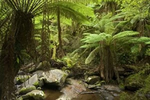 Erskine River - beautiful picturesque river flowing through lush, temperate rainforest with moss-covered rocks