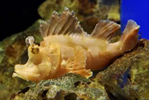 Eschmeyer's Scorpion Fish - an ambush predator living among tropical seaweeds. Indo-Pacific and SE Asian coasts