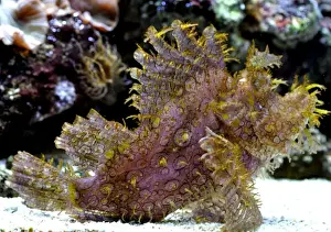 Eschmeyer's Scorpion Fish, reefs of the northwest Pacific