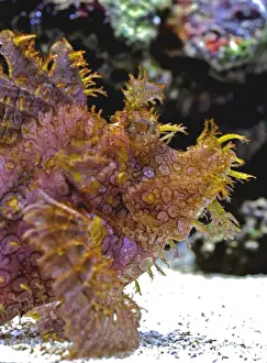 Eschmeyer's Scorpion Fish, reefs of the northwest Pacific