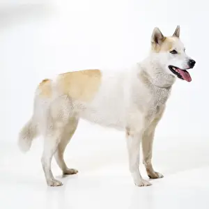 Eskimo / Greenland Dog