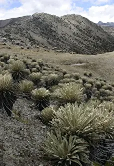 Espeletia timotensis - Frailejone Pico de Aguila, National Parc of Sierra de la Culata, Andes, Venezuela