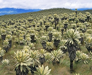 Plant Textures Collection: Espeletias - Plants of the Andes. Parmo El Angel, alt 3500m. Ecuador