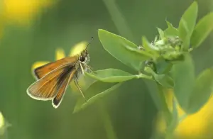 Essex skipper - Male on common birdsfoot-trefoil