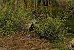 Eagles Prints: Estaurine/Saltwater Crodocil - eggs in nest of with Wedge-tailed Eagle standing in grasses nearby (Aquila audax)