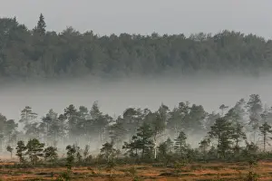 Estonia Prints: Estonia - Peat bog in Nigula national park