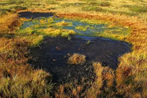 Estonia - Peat bog in Nigula national park