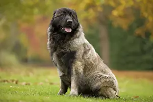 Estrela Mountain Dog. Also known as Cao da Serra da Estrela