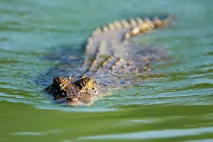 Crocodile Prints: Estuarine Crocodile A medium-sized animal along the Prince Regent River