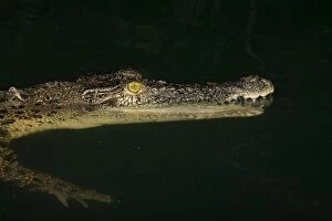 Estuarine Crocodile at night