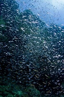 Images Dated 4th January 2012: Estuarine Glass Perchlet / Largespined Glassfish