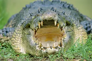 Jaws Prints: Estuarine / Indo-Pacific / Saltwater Crocodile - With mouth open Northern Australia JPF27146
