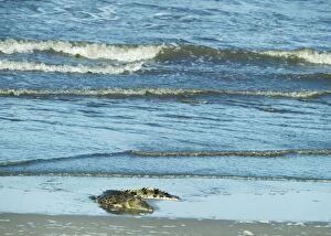 Images Dated 30th November 2005: Estuarine / Saltwater Crocodile Arnhem Land, Coast, Northern Territory