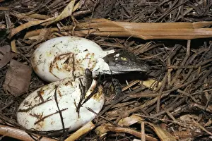 Estuarine/Saltwater Crocodile - baby breaking out of egg, hatchling at nest. Northern Territory, Australia FWO00236