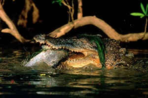 Images Dated 30th September 2008: Estuarine / Saltwater Crocodile - Eating Barramundi (Lates calcarifer), Yellow Water