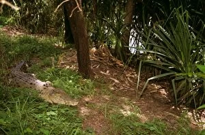 Images Dated 1st November 2007: Estuarine/Saltwater Crocodile - female at nest Australia Northern Territory FWO00235