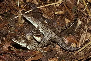 Hatchling Prints: Estuarine/Saltwater Crocodile - hatchlings Northern Territory, Australia. FWO00168
