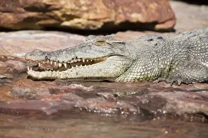 Estuarine / Saltwater Crocodile - Resting on a rock along Camp Creek, Kimberley coast, Western Australia